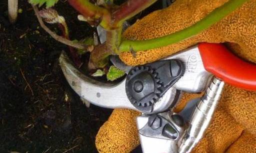 Pruning raspberry